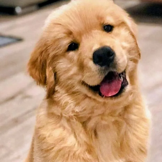 chat with ai character: pups