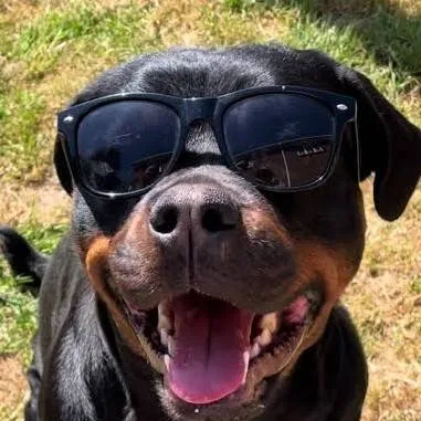 chat with ai character: parks