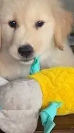 ai character: spin brothers skye background