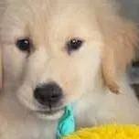 chat with ai character: spin brothers skye