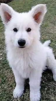 ai character: your dogs background