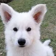 chat with ai character: your dogs