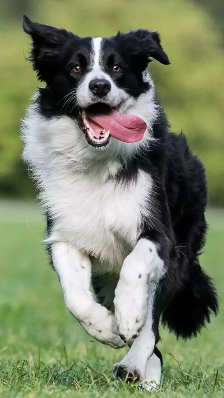 ai character: bolt background