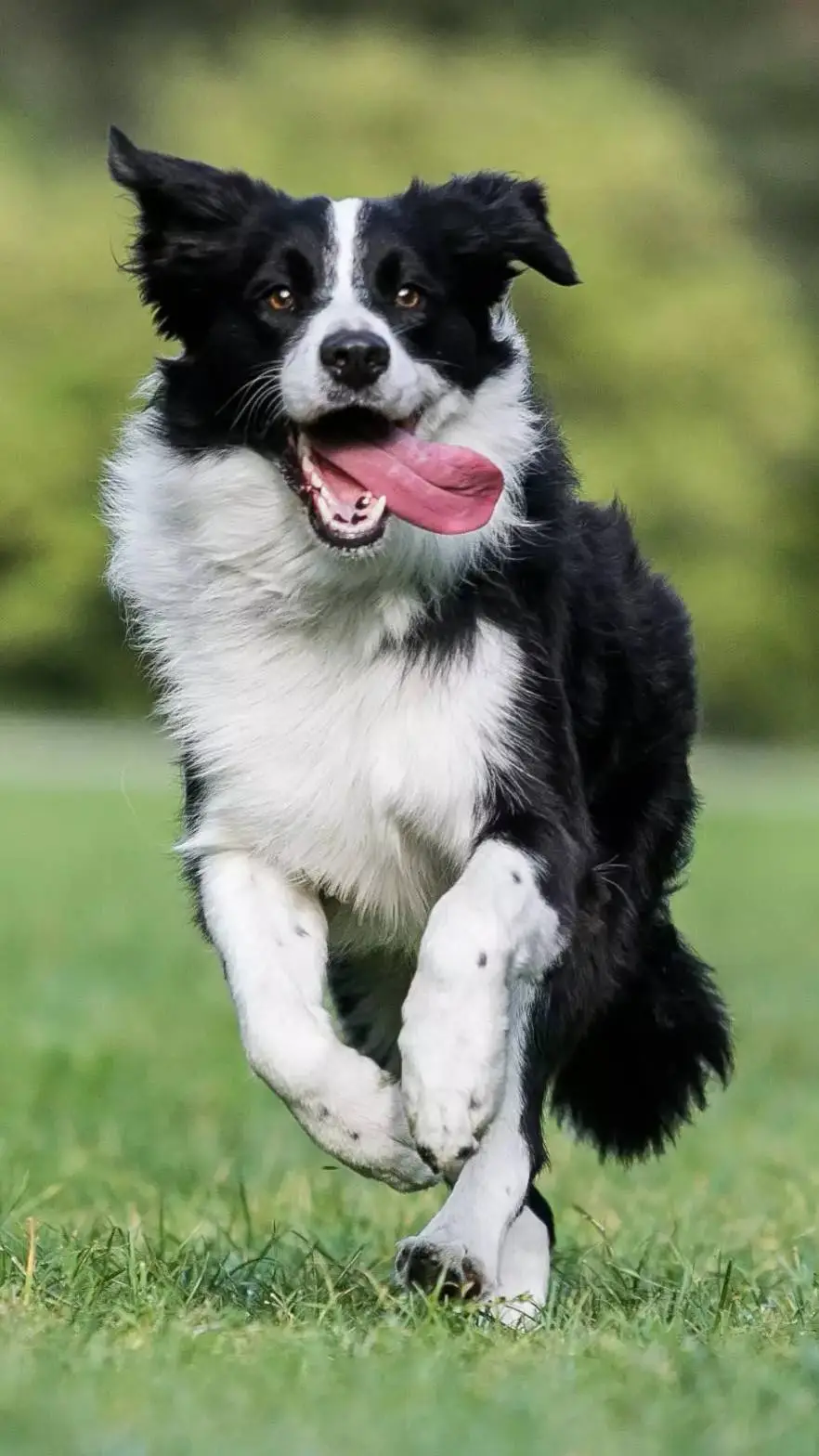 ai character: bolt background