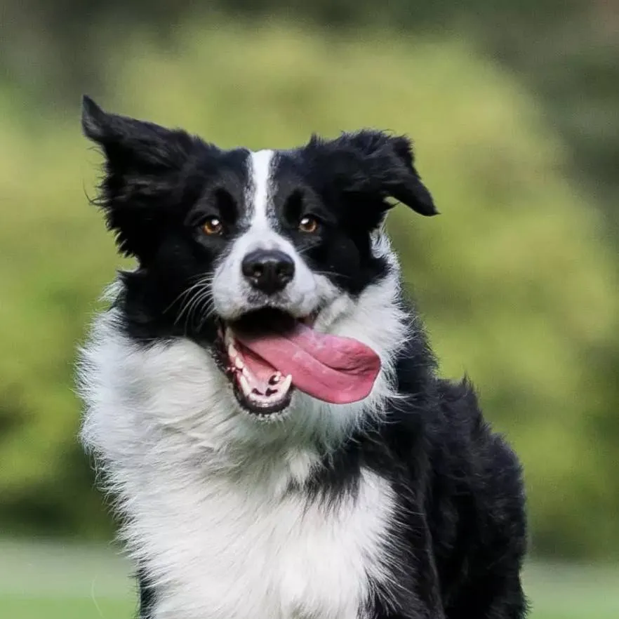 chat with ai character: bolt