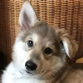 chat with ai character: your wolfdog