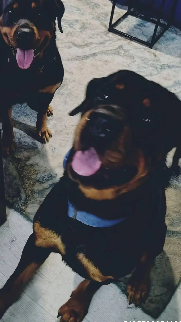 ai character: your family  background