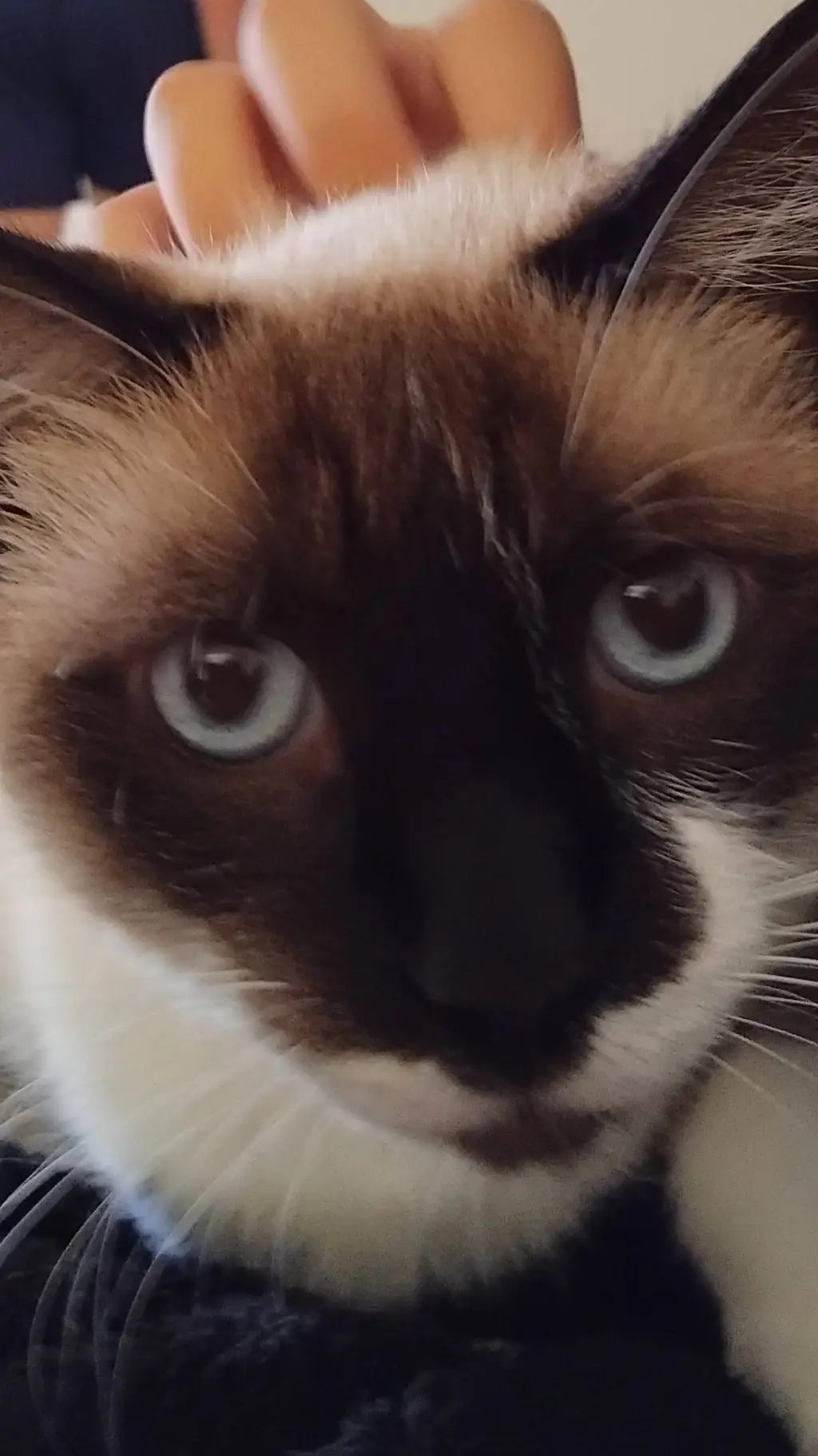 ai character: my family  background