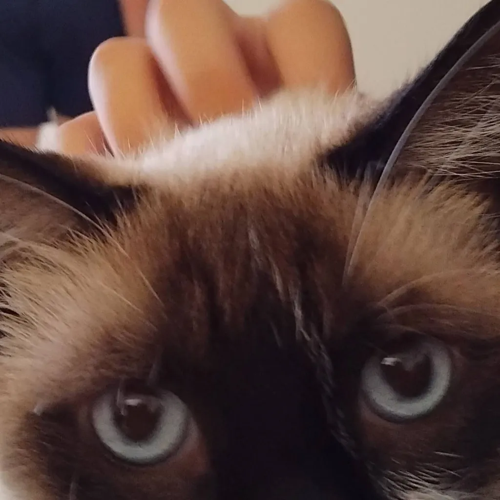 chat with ai character: my family 