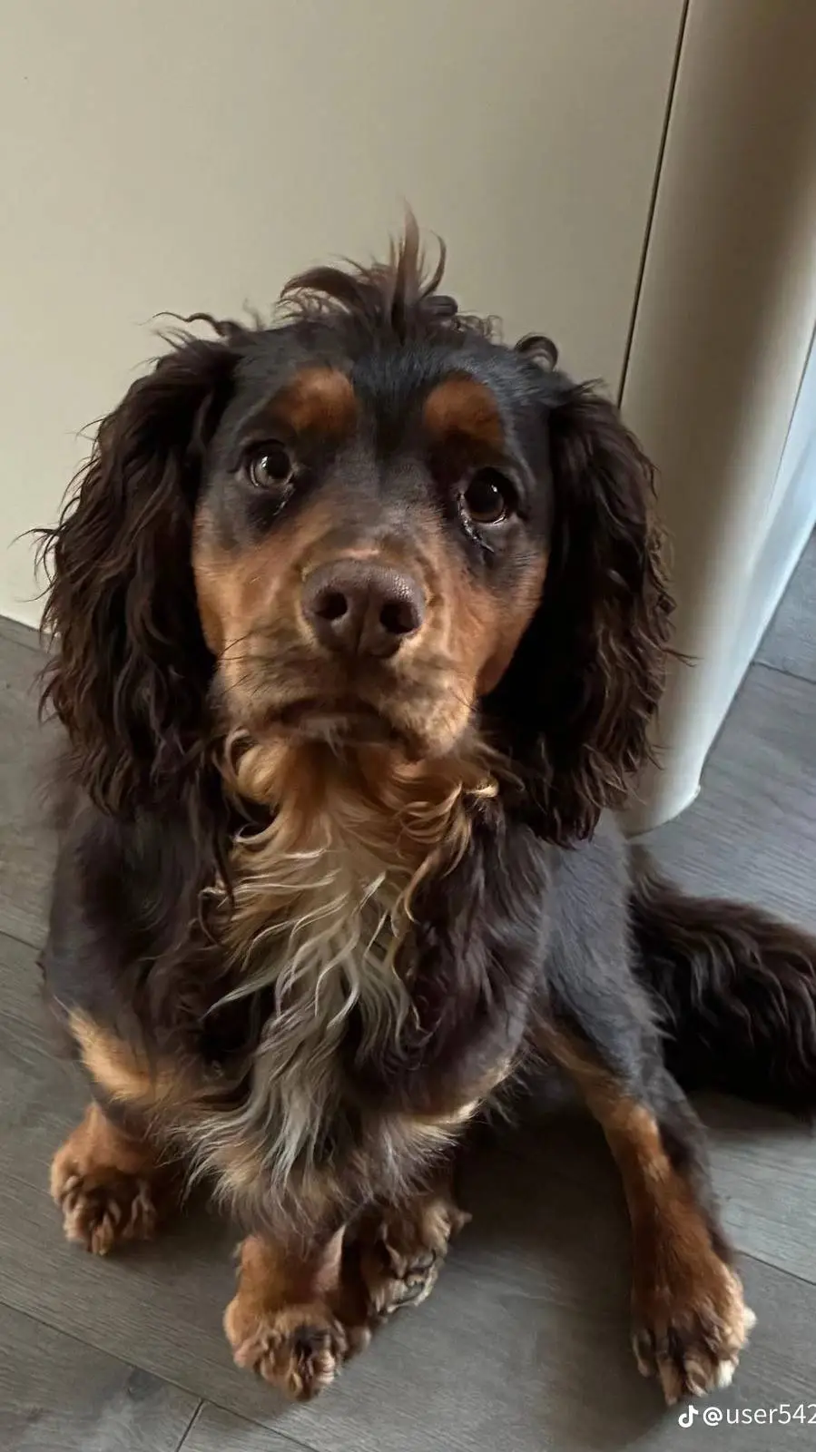 ai character: superpets background