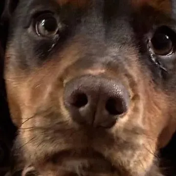 chat with ai character: superpets