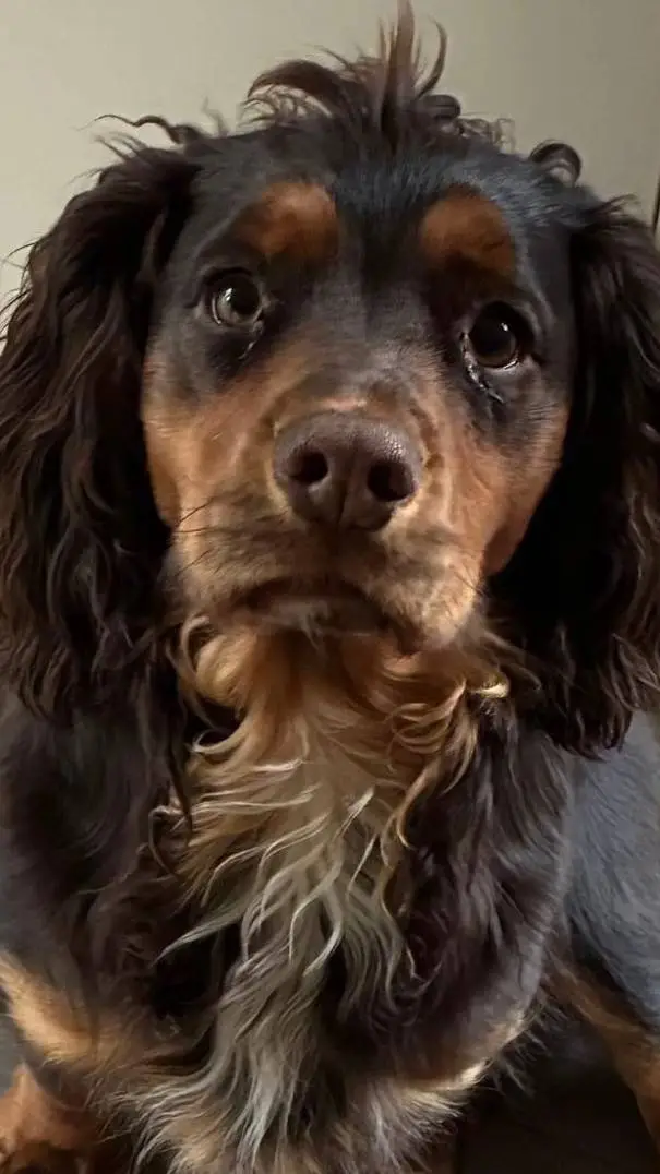 ai character: super dogs  background