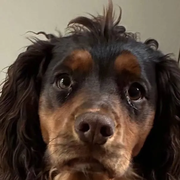 chat with ai character: super dogs 