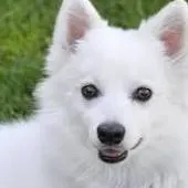 chat with ai character: dogs