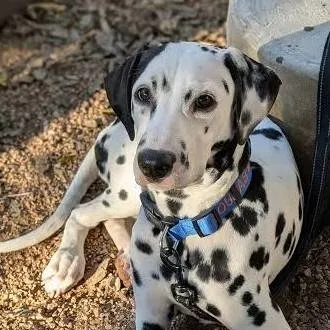 chat with ai character: shelter dogs