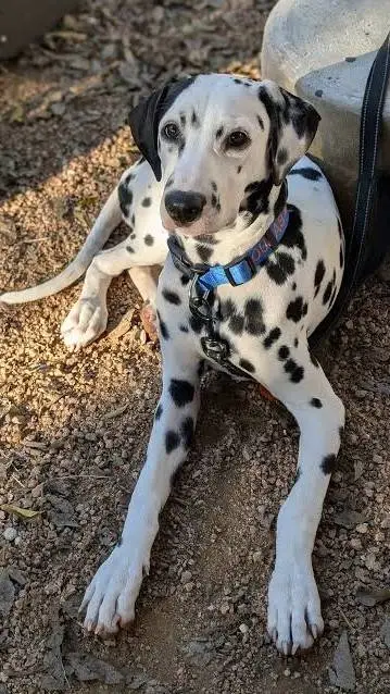 ai character: Dalmatian breeder  background