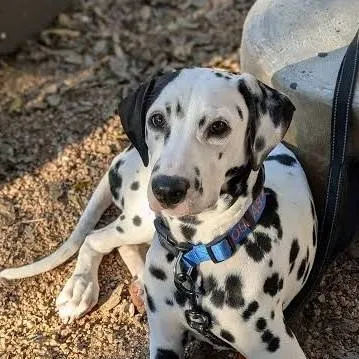 chat with ai character: Dalmatian breeder 