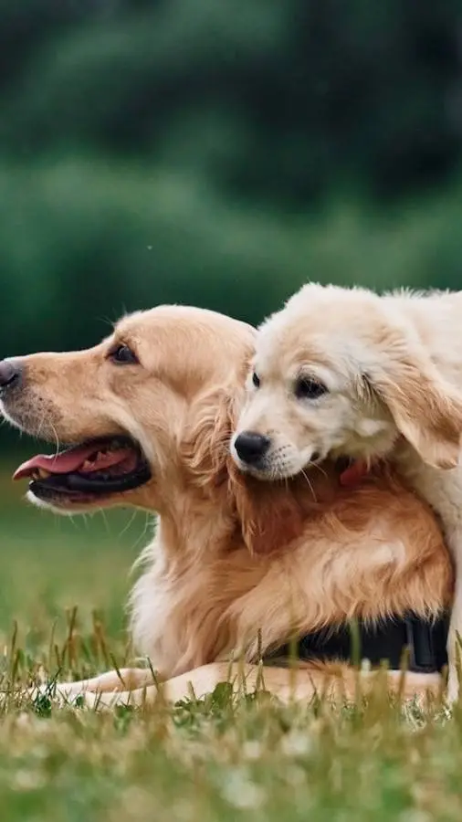 ai character: buddy & maple  background