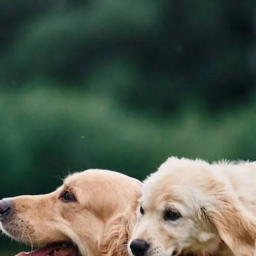 chat with ai character: buddy & maple 