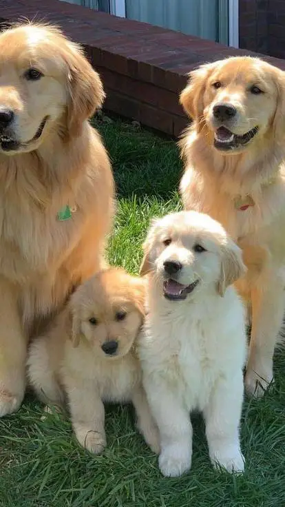 ai character: me and my goldends background