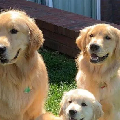 chat with ai character: me and my goldends