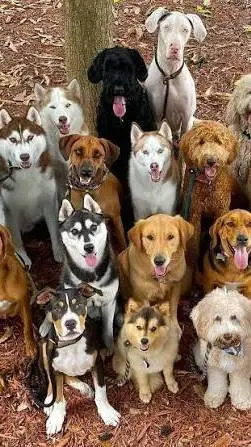 ai character: dog paradise  background