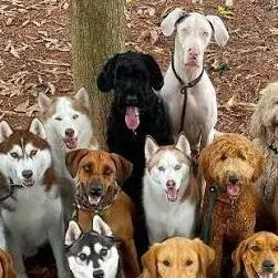 chat with ai character: dog paradise 