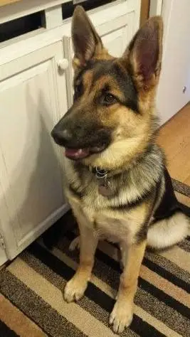 ai character: my dream dog background