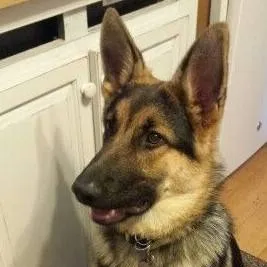 chat with ai character: my dream dog
