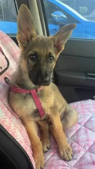 ai character: dogs background