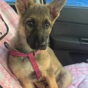 chat with ai character: dogs