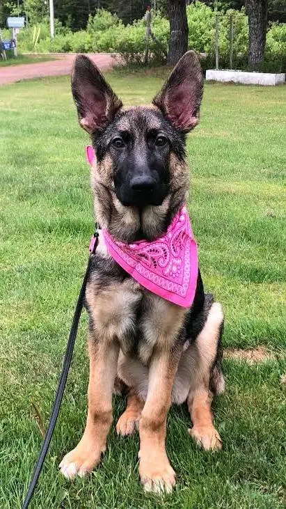 ai character: your service dog  background