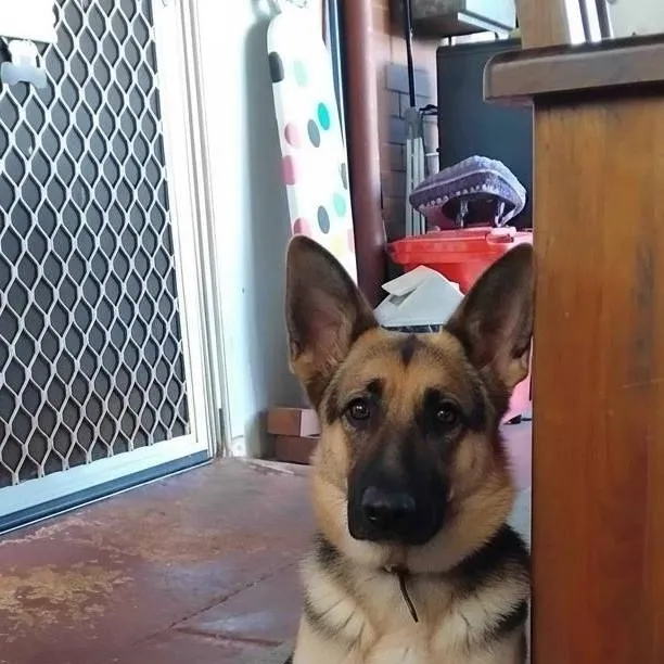 chat with ai character: rescue stray dog