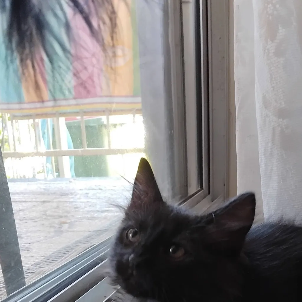 chat with ai character: your pets 