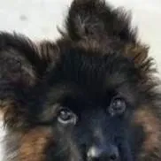 chat with ai character: dogs way home 