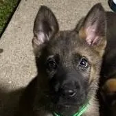 chat with ai character: homeless with pups