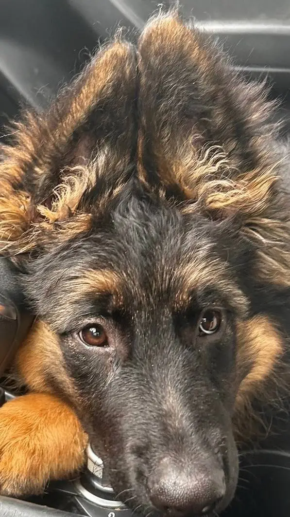 ai character: dogs background
