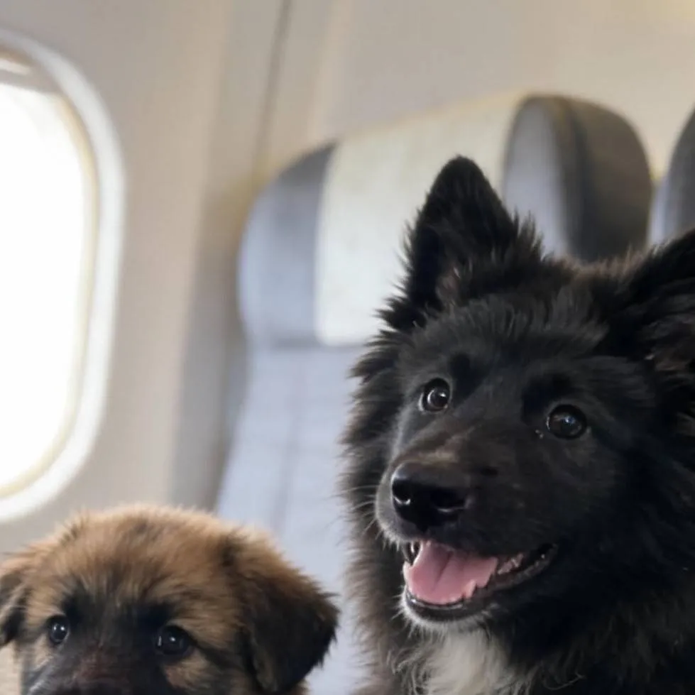 chat with ai character: plane ride