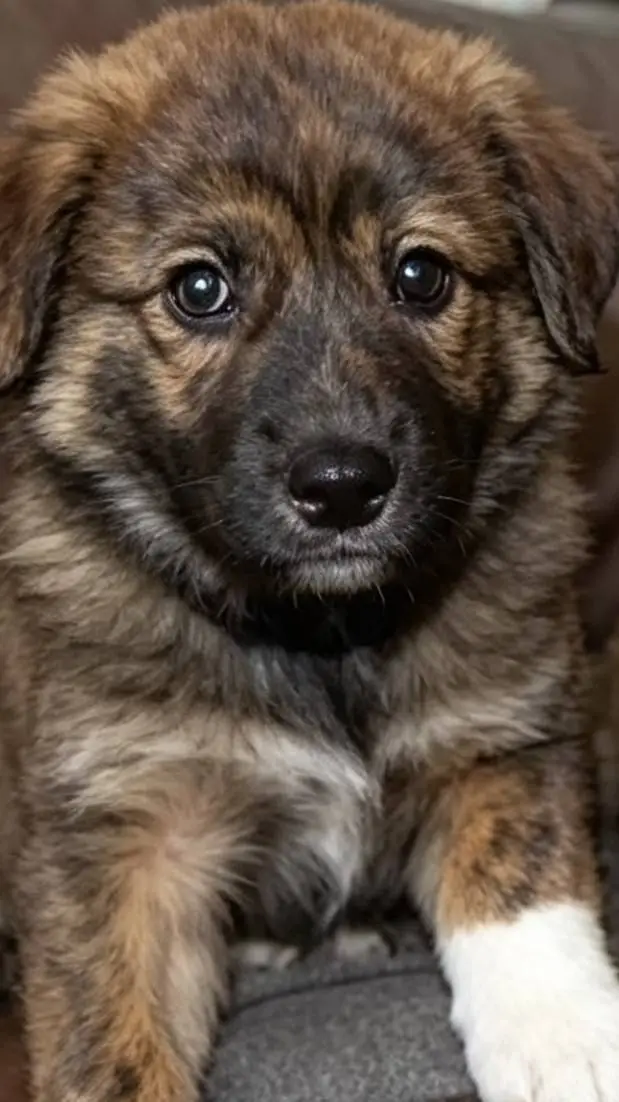 ai character: dogs background