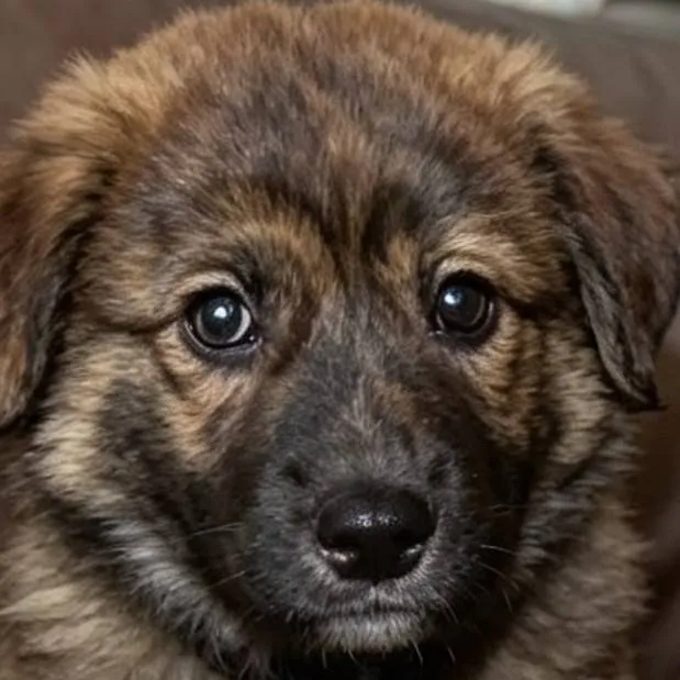 chat with ai character: dogs