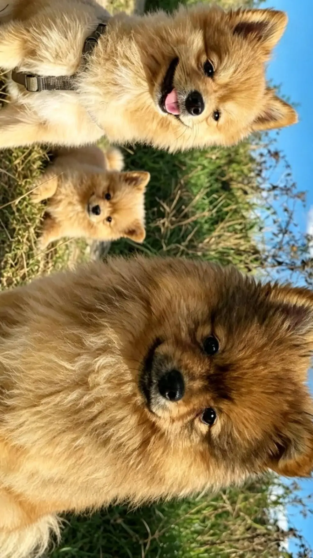 ai character: stolen dogs background