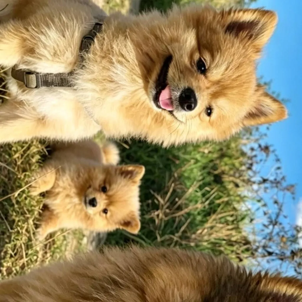 chat with ai character: stolen dogs