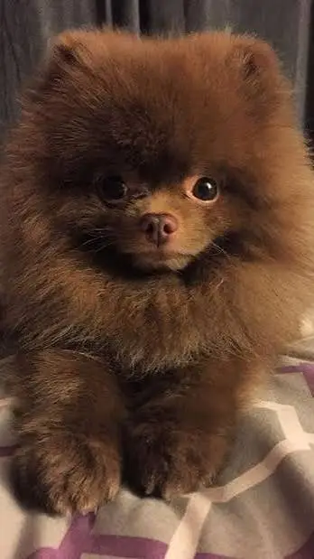 ai character: dogs background