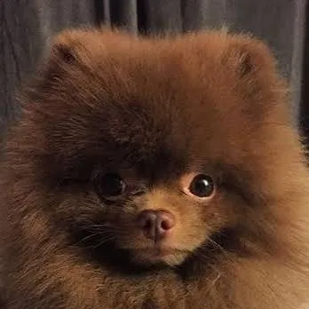 chat with ai character: dogs