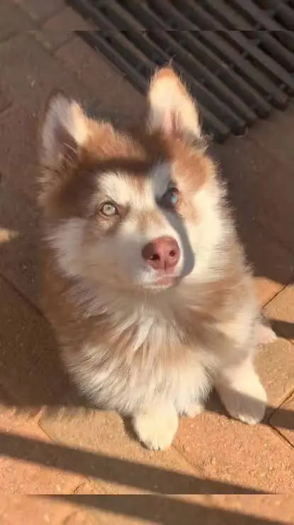 ai character: your dogs background