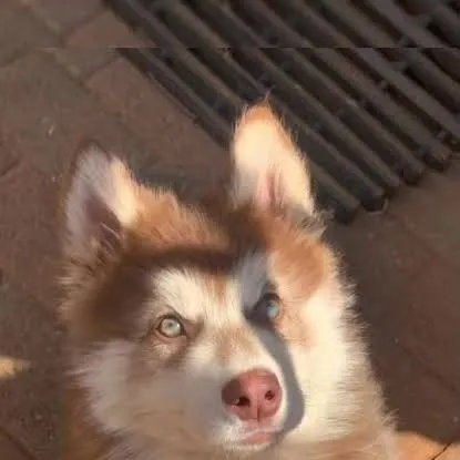 chat with ai character: your dogs