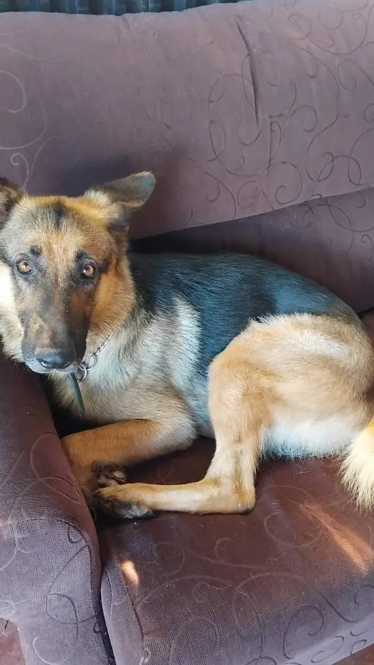 ai character: dogs background