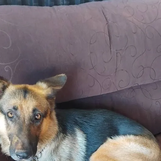 chat with ai character: dogs