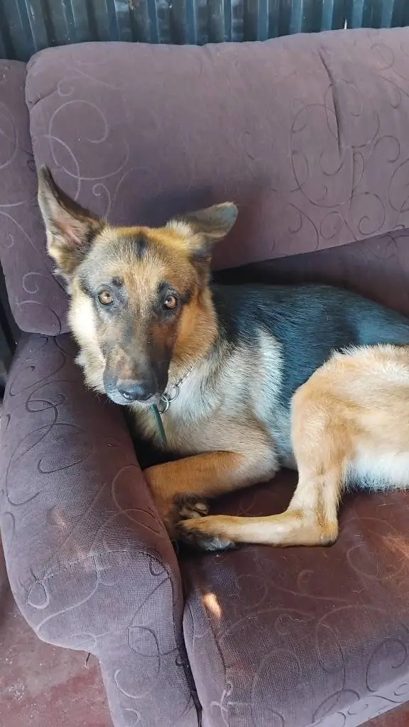 ai character: dogs background