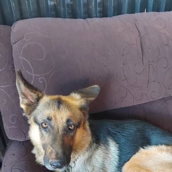chat with ai character: dogs